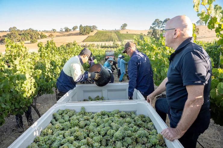Several people harvesting grapes in the Grosset vineyard.
